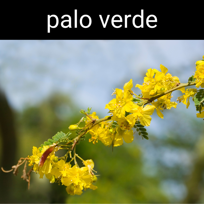 Palo Verde Candle