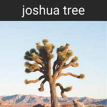 Load image into Gallery viewer, Joshua Tree Candle