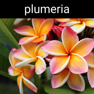Plumeria Candle