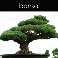 Load image into Gallery viewer, Bonsai Candle