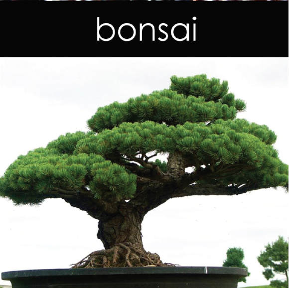 Bonsai Candle