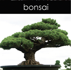 Bonsai Soy Wax Melts