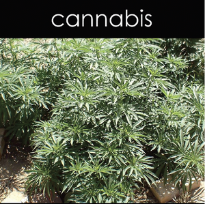 Cannabis Reed Diffuser