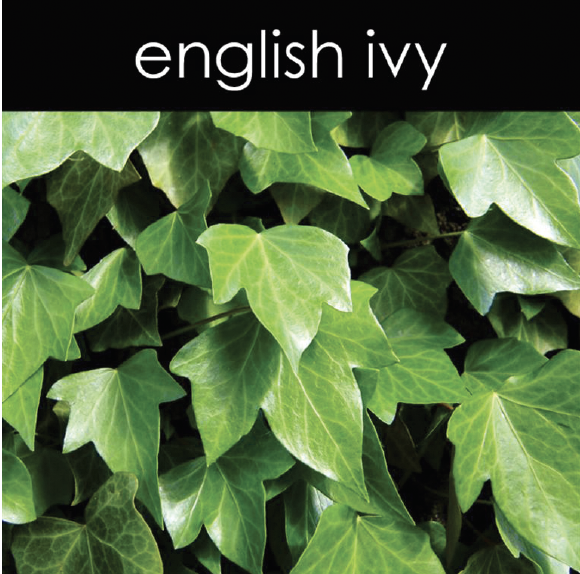 English Ivy Fragrance Oil