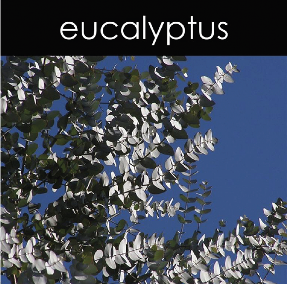 Eucalyptus Fragrance Oil