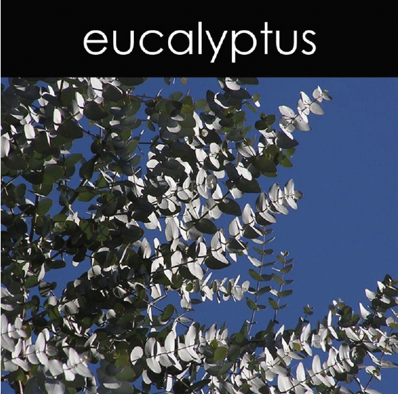 Eucalyptus Aromatic Mist