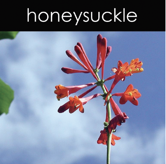 Honeysuckle Reed Diffuser