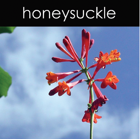 Honeysuckle Candle