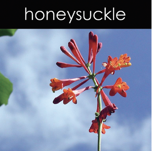 Honeysuckle Aromatic Mist
