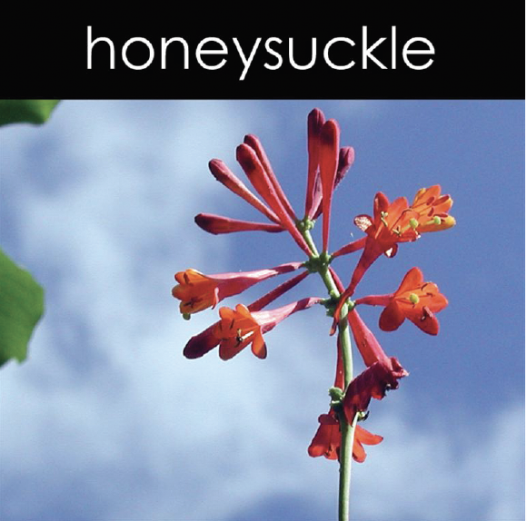 Honeysuckle Fragrance Oil