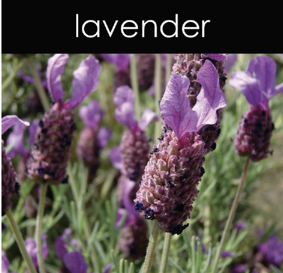 Lavender Aromatic Mist