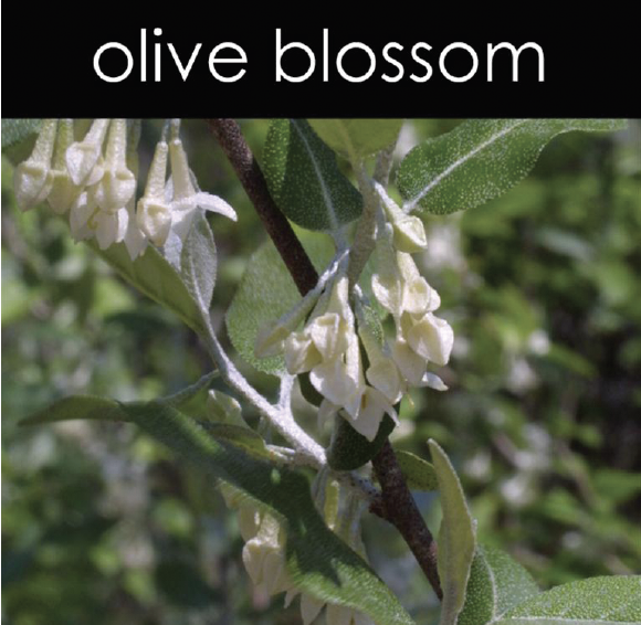 Olive Blossom Aromatic Mist