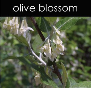 Olive Blossom Candle