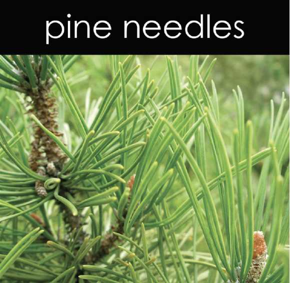 Pine Needles Fragrance Oil